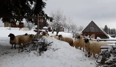Snijeg obradovao Žabljačane
