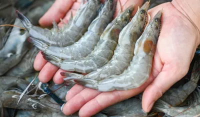 Ilustracija<br>&scaron;kampi, kozice