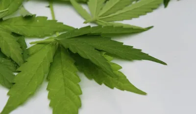 Njemačka legalizovala rekreativnu upotrebu kanabisa