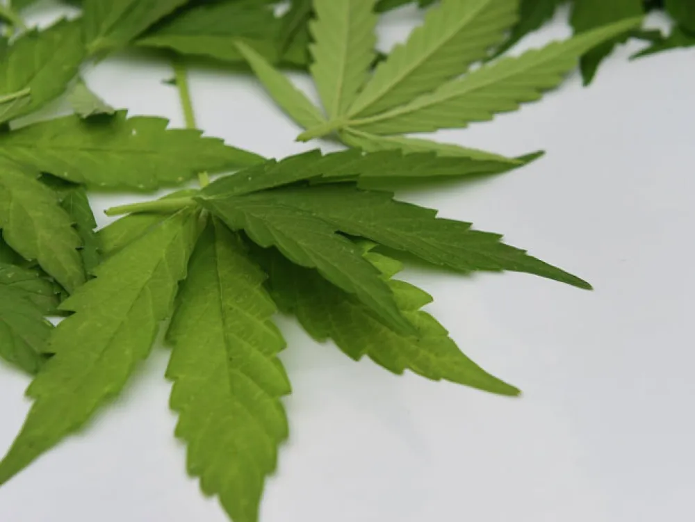 Njemačka legalizovala rekreativnu upotrebu kanabisa
