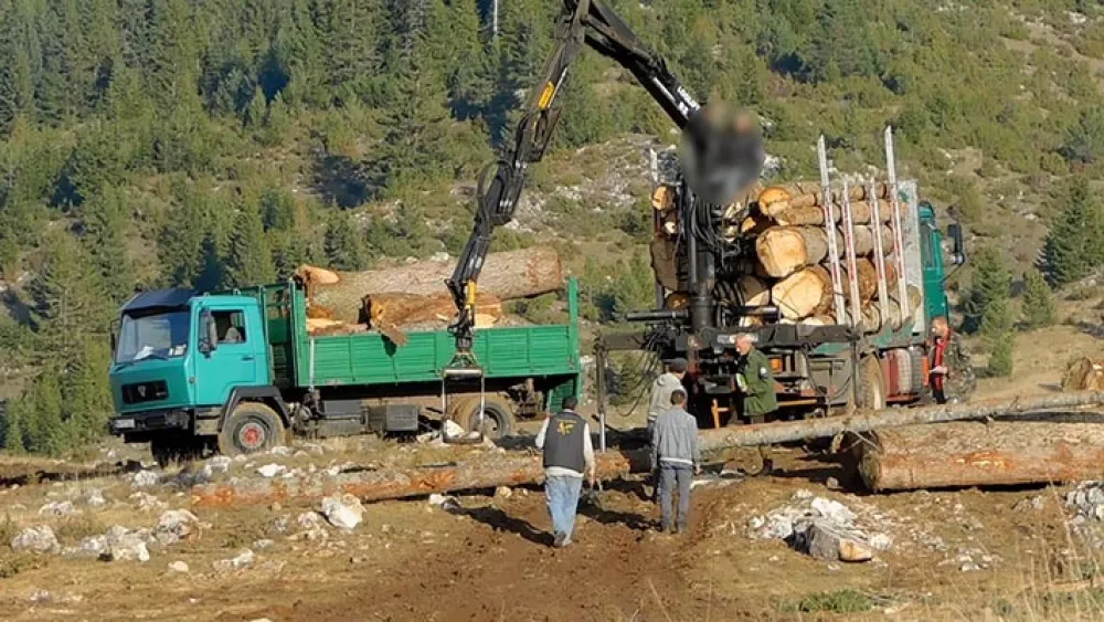 Tužila&scaron;tvo izviđa sјeču &scaron;ume u NP Durmitor