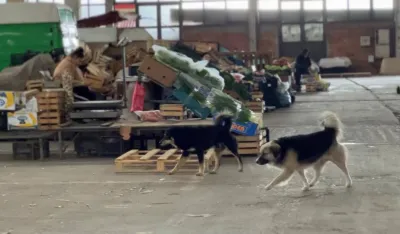 (VIDEO) Prodavci na Kamionskoj pijaci nezadovoljni higijenom: Između tezgi sa voćem psi i mačke lutalice