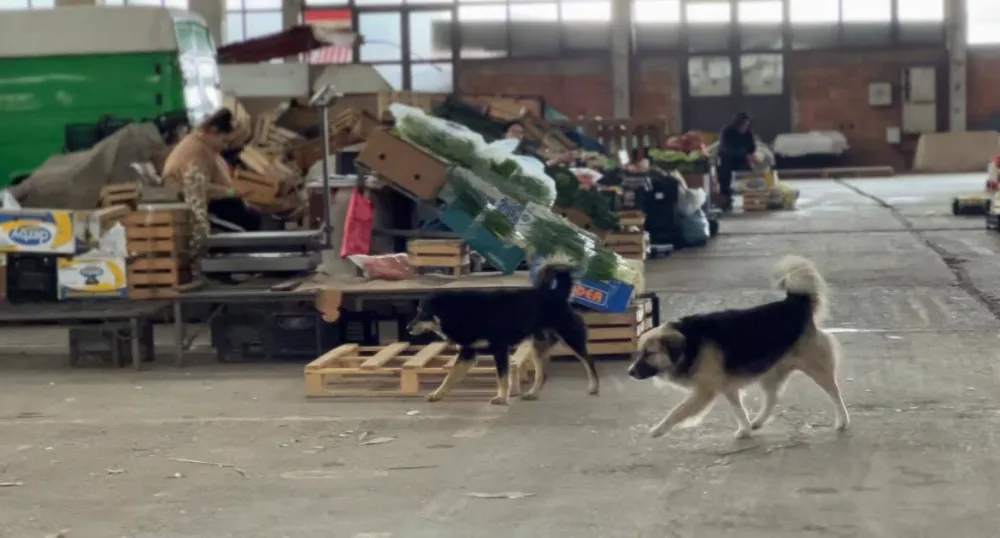 (VIDEO) Prodavci na Kamionskoj pijaci nezadovoljni higijenom: Između tezgi sa voćem psi i mačke lutalice