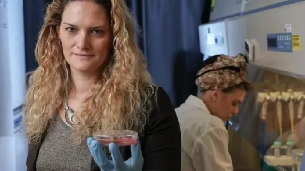 Organoidi testisa su napravljeni od embrionalnih i neonatalnih testisa mi&scaron;a