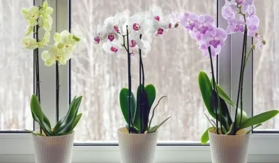 Moth orchids on windowsill - home decoration with live potted flowering plants