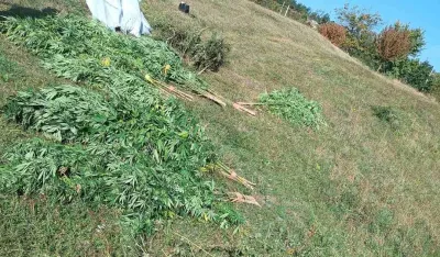 Pronađena plantaža marihuane u Nik&scaron;iću