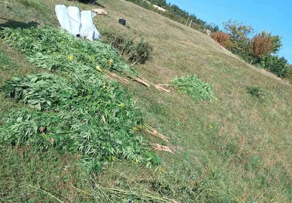 Pronađena plantaža marihuane u Nik&scaron;iću