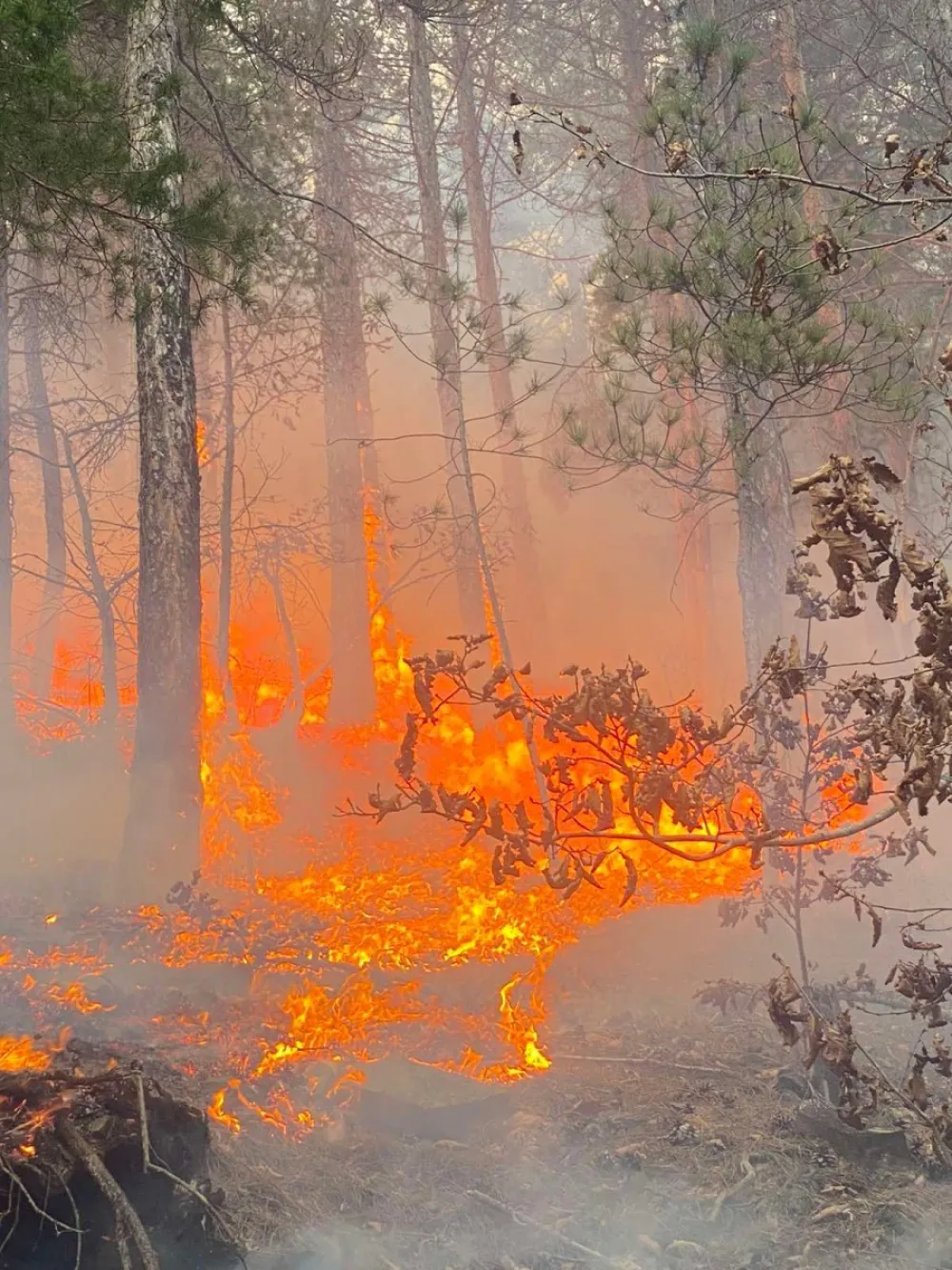 Bijelo Polje: Požar na Obrovu, vatra za sad pod kontrolom