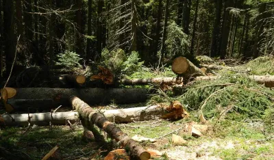 Za tri godine osmoro osuđenih zbog &scaron;umske krađe