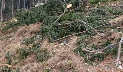 Na području Bjelasice ne jenjava nelegalna sječa: &Scaron;umokradice opusto&scaron;ile katune