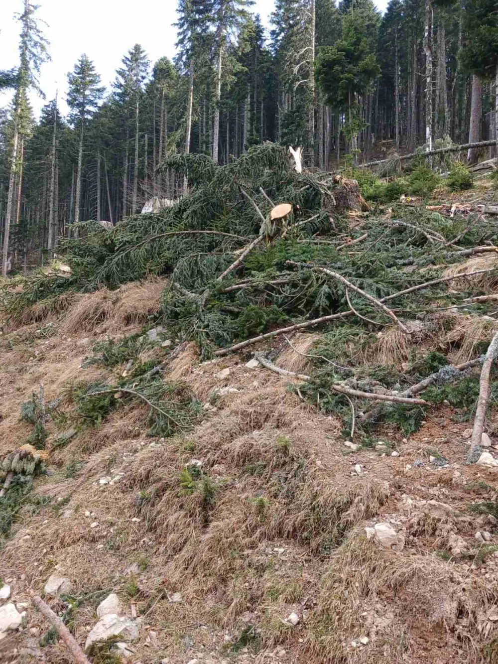 Na području Bjelasice ne jenjava nelegalna sječa: &Scaron;umokradice opusto&scaron;ile katune