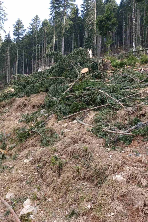 Na području Bjelasice ne jenjava nelegalna sječa: &Scaron;umokradice opusto&scaron;ile katune