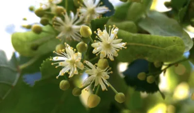 Lipa pomaže kod visokog pritiska, stresa i problema sa mokrenjem