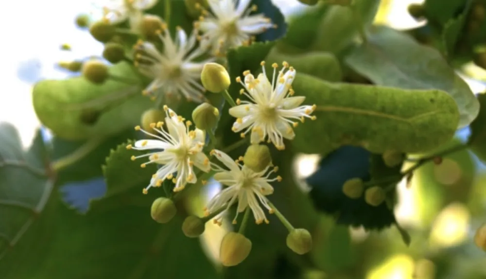 Lipa pomaže kod visokog pritiska, stresa i problema sa mokrenjem