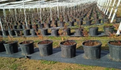 Savјeti stručnjaka za gaјenje visokožbunaste borovnice: Malčiranjem se gu&scaron;i korov i čuva vlaga