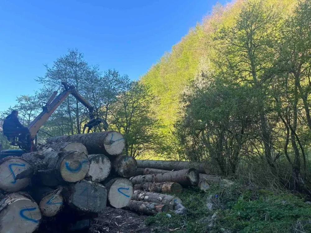 Zaplijenjeni trupci na Jelovici