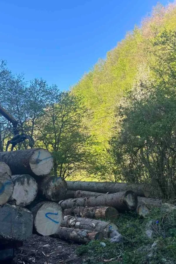 Zaplijenjeni trupci na Jelovici