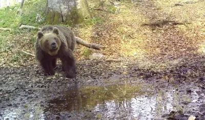 (FOTO) Mrki medved otvorio sezonu kupanja u Pivi