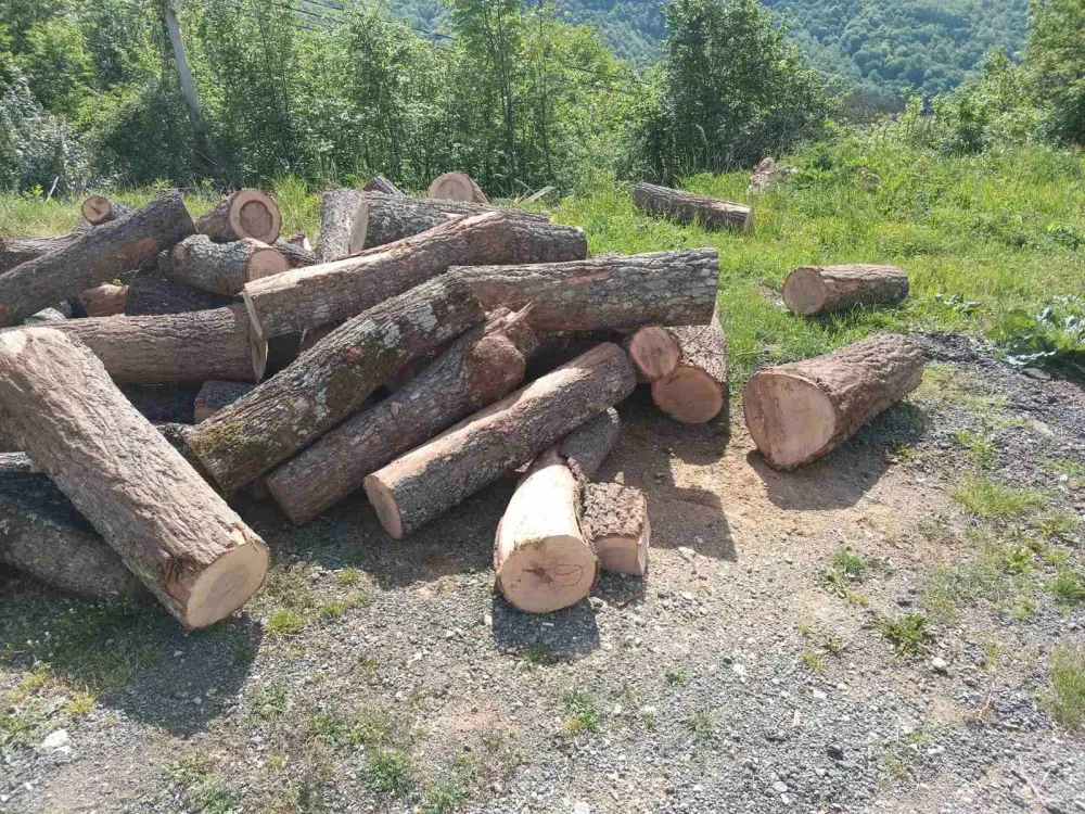 Borba protiv &scaron;umokradica