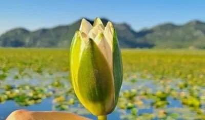 NPCG: Ne berite lokvanje u NP Skadarsko jezero