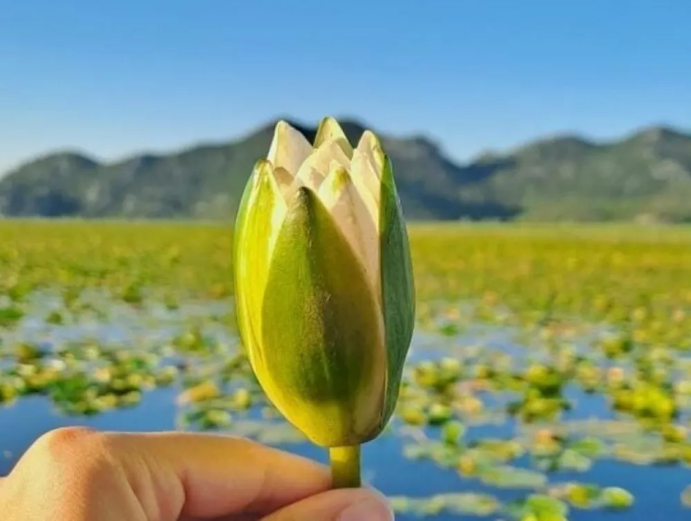 NPCG: Ne berite lokvanje u NP Skadarsko jezero