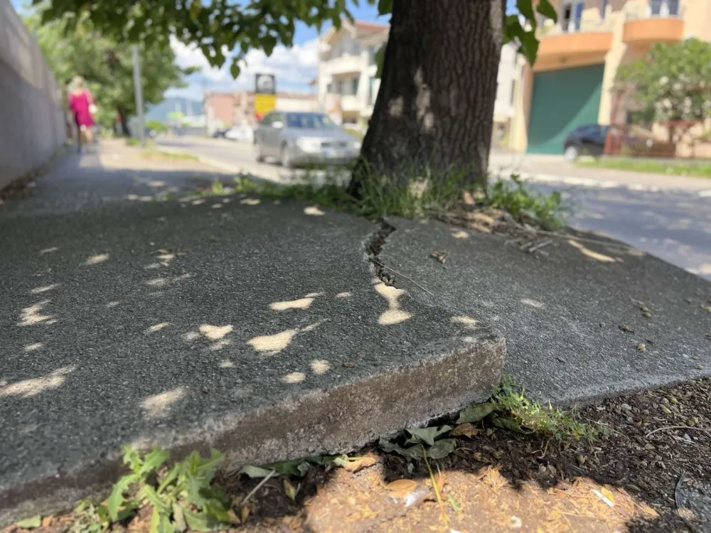 (VIDEO) Korijenje drveća podiglo trotoare u Ulici 8. marta