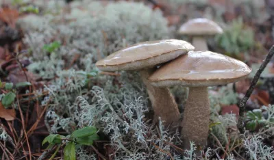 Njemačka povukla sa trži&scaron;ta suve vrganje iz Srbije