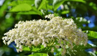 Zova u borbi protiv bronhitisa i prehlada