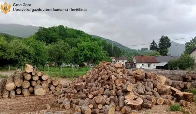 Zapljena bespravno posječene &scaron;ume