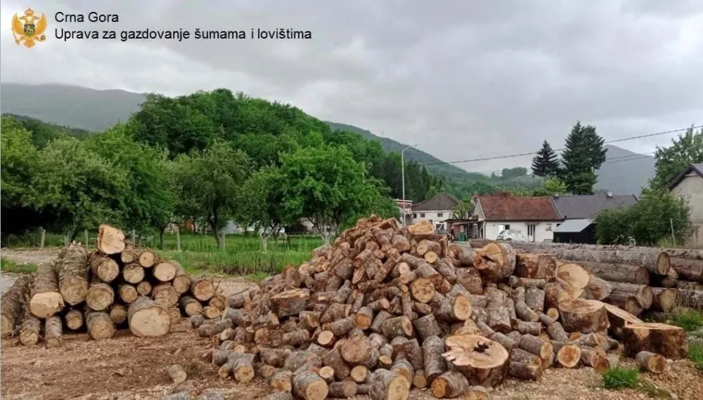 Zapljena bespravno posječene &scaron;ume
