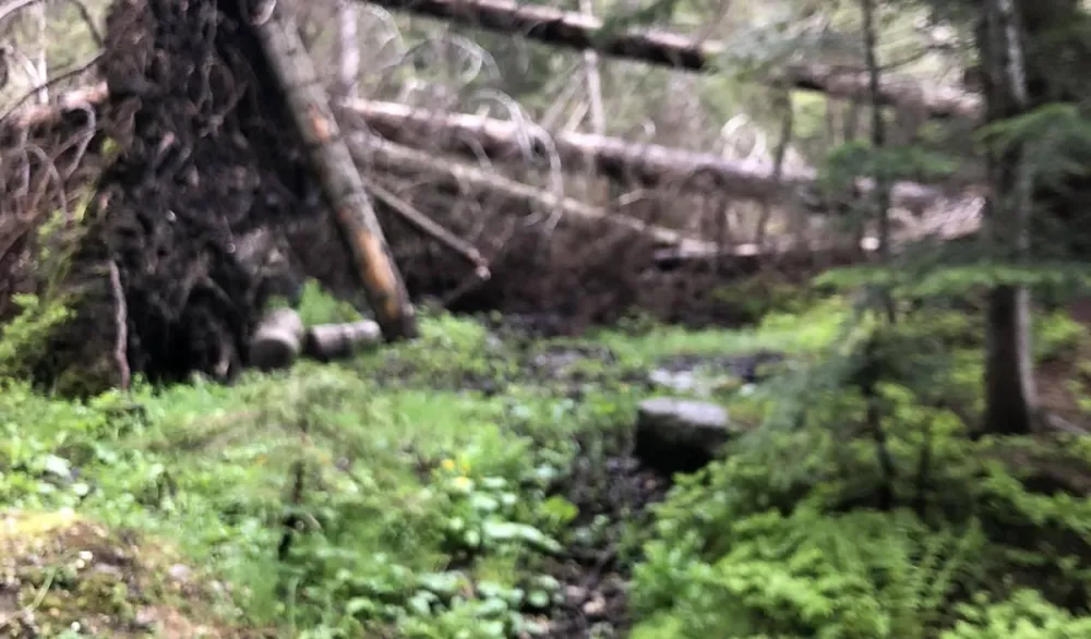 Drvoprerađivači iz Plava: Potkornjaku omogućeno da uni&scaron;ti &scaron;ume NP Prokletiјe