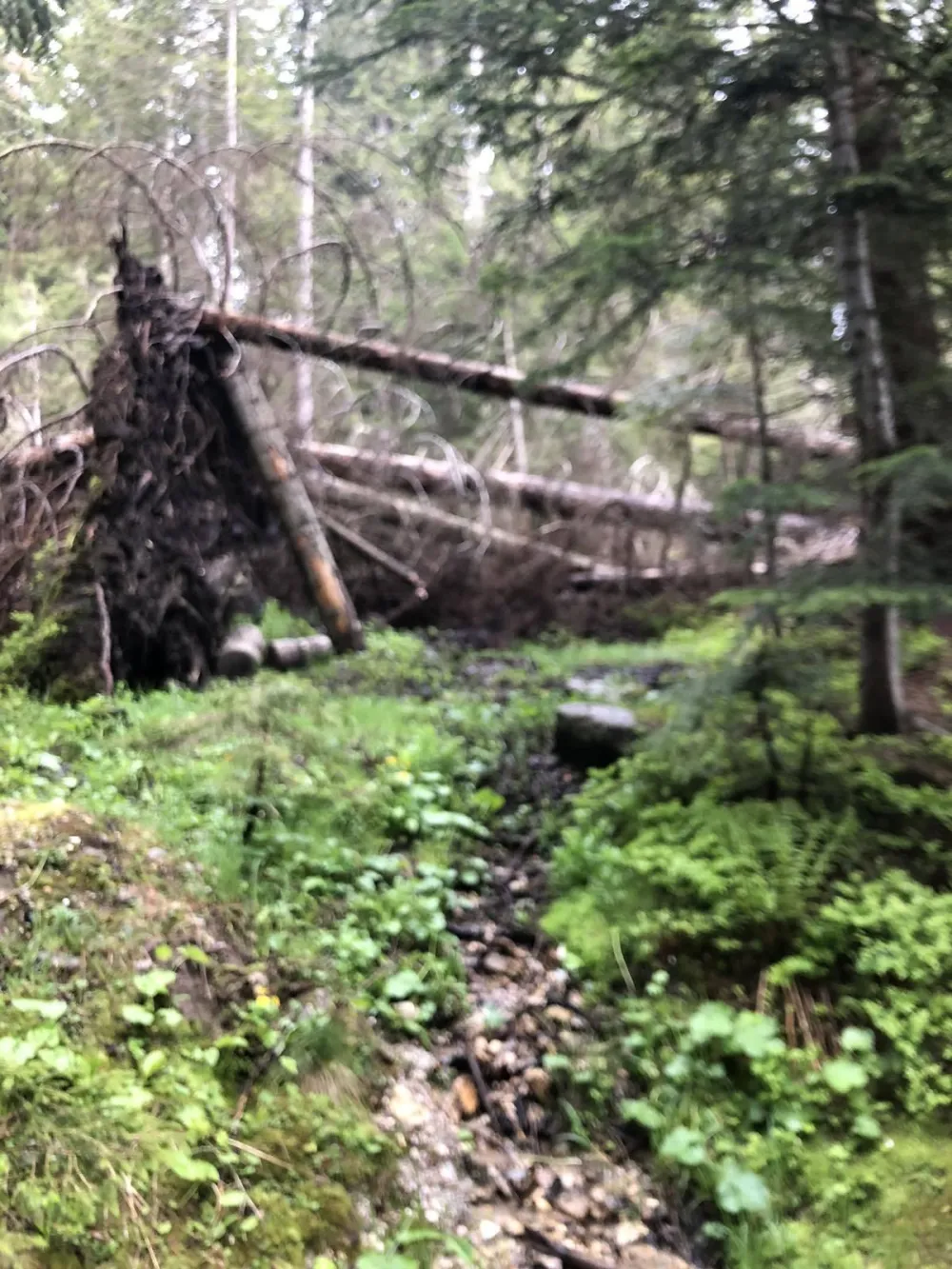 Drvoprerađivači iz Plava: Potkornjaku omogućeno da uni&scaron;ti &scaron;ume NP Prokletiјe