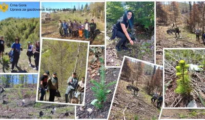 Akcije&nbsp;po&scaron;umljavanja: Posađeno 30.000 sadnica u Plužinama, Nik&scaron;iću i Kola&scaron;inu