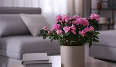 Biljke koje privlače ljubav