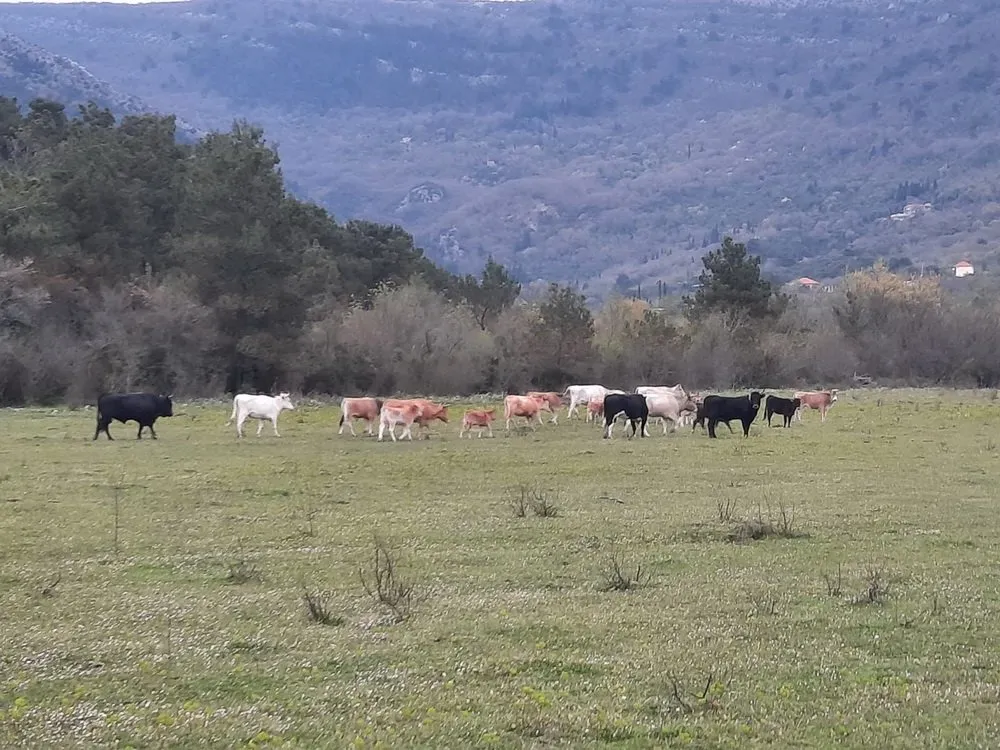 MONSTAT: Manje zaklanih goveda u prvom kvartalu