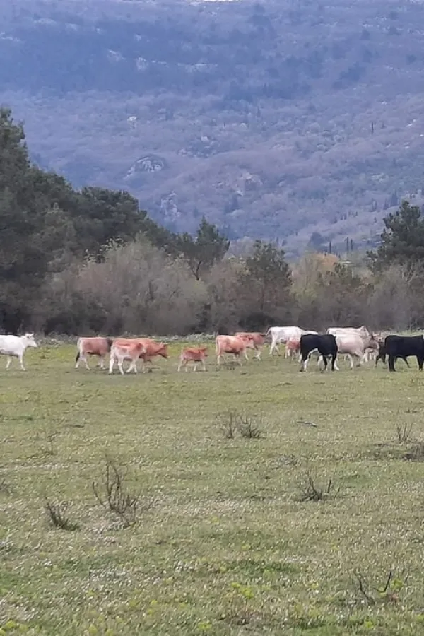 MONSTAT: Manje zaklanih goveda u prvom kvartalu