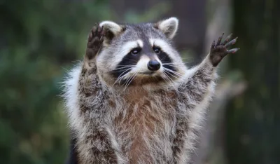 Zbog rakuna u spavaćoj sobi pokrenuta čitava policijska operacija