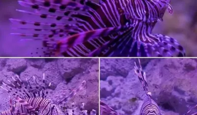 Otrovna riba lav stigla i u na&scaron;e more: Evidentirano &scaron;est jedinki