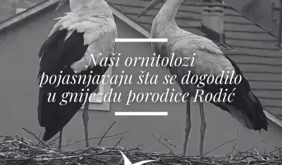 (FOTO) CZIP: Dva scenarija stradanja mladunaca bijelih roda