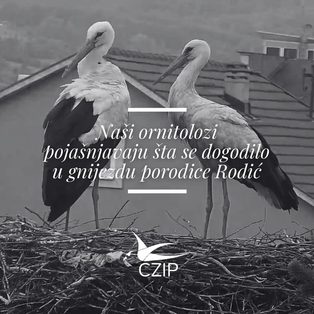 (FOTO) CZIP: Dva scenarija stradanja mladunaca bijelih roda