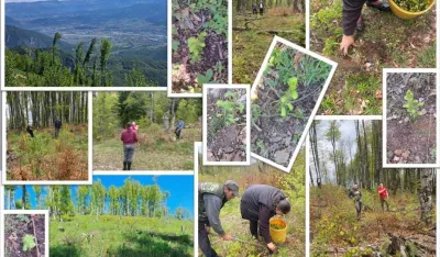 U Andrijevici zasađeno 11.300 sadnica