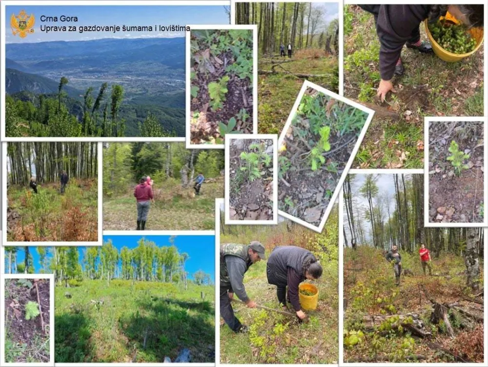 U Andrijevici zasađeno 11.300 sadnica
