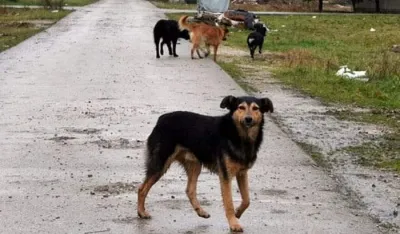 U Turskoj protest protiv zakona o eutanaziji pasa lutalica