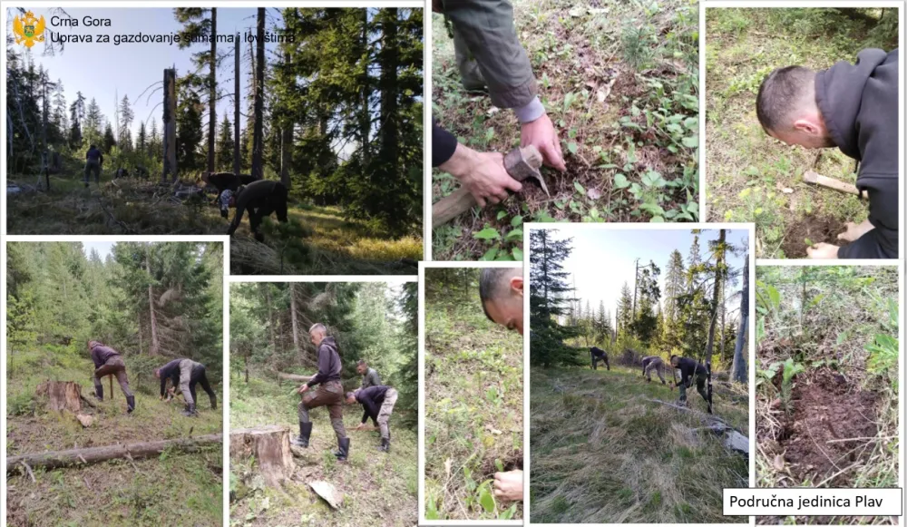 Akcijama po&scaron;umljavanja: Zasađeno blizu 40.000 sadnica u područnim jedinicama Podgorica i Plav
