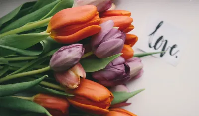 Napravite ovaj rastvor i oporavite biljke za jedan dan