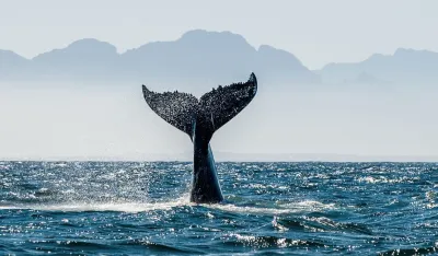 Kit snimljen u Jadranu