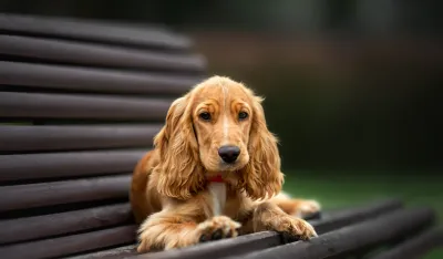 Naučnici razvijaju AI model koji bi mogao da pokaže &scaron;ta znači lajanje psa