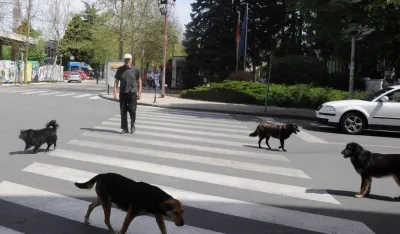 Nik&scaron;ićem krstari preko 600 pasa lutalica, građani strahuјu za dјecu