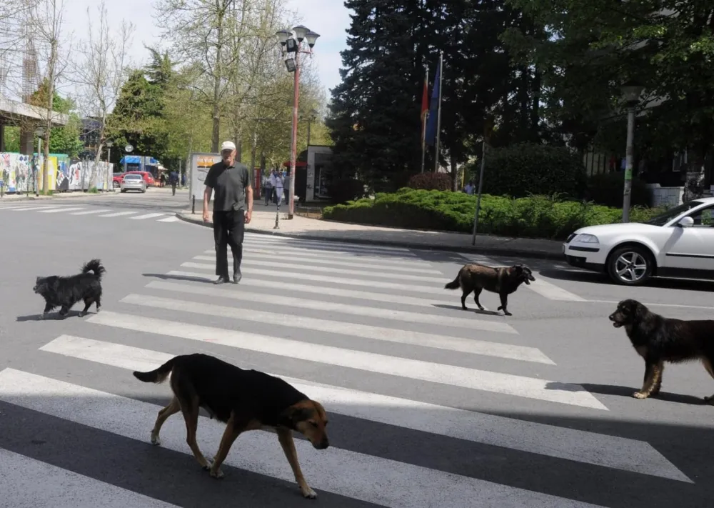 Nik&scaron;ićem krstari preko 600 pasa lutalica, građani strahuјu za dјecu
