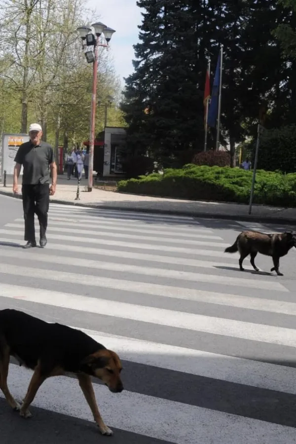 Nik&scaron;ićem krstari preko 600 pasa lutalica, građani strahuјu za dјecu